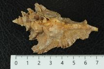 サギノハヨウラク　73.8㎜ 　タカラガイ　貝標本　貝殻_画像5