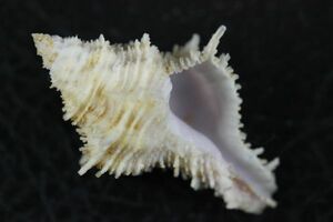 イセカセン　38.3㎜ 　タカラガイ　貝標本　貝殻