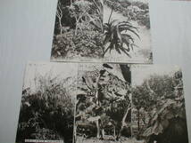 絵葉書 日向青島の植物 8枚 ニュージーランド麻キンボウラン ムサシアブミ アオノクマタケラン 戦前 昭和9年?_画像4