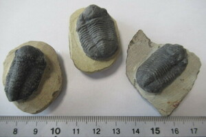 化石　デヴォン紀の三葉虫ファコップ　レプリカ　3体　63g　モロッコ
