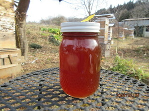 日本蜜蜂 の純粋天然百花ハチミツ　　600ｇ　 非加熱　　糖度80　R5年11月採密