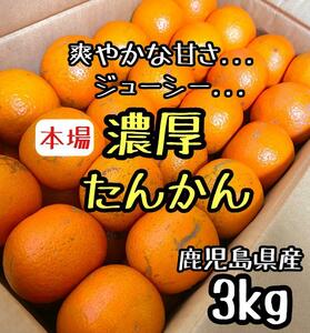 濃厚◎鹿児島産 タンカン 3㎏ みかん ポンカン好きにも たんかん a