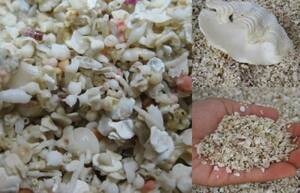 oka hermit crab for fine quality @ sand! 3kg set ( natural sea water attaching )