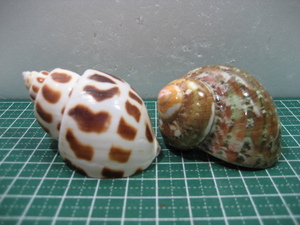Kokadokari Hulph Изменение ＠ Большой размеры моллюсков! Набор 2 (set6)