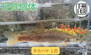 ★ヒレピン★[群馬県産] タカハヤ１匹 日淡 アクアリウム 水槽飼育 天然個体 良質個体