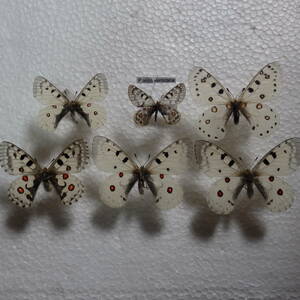 蝶標本 美麗種　アッコーウスバシロチョウ等パルナシウスセット　　(Tibet igaze産他）