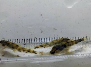 カマツカの幼魚 2～3cm程度 10匹セットです！