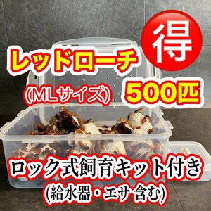 カイロ付き・レッドローチ MLサイズ 500匹＋10% 激安レッドローチ 送料無料