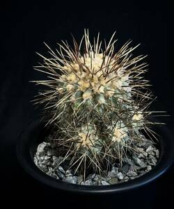 山木　現地球　コピアポア 黒士冠　デアルバータ　Copiapoa cinerea v. dealbata 長期育成株 検索 サボテン 多肉植物 黒王丸 