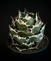 アガベ チタノタ オテロイ Agave titanota oteroi FO-076　agave titanota イタリア輸入　強棘 ボールタイプ 超良型株　_画像3