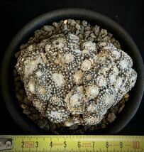 実生　古株　Copiapoa laui コピアポア　ラウイ　群生　　　　傷有　多肉植物 サボテン 黒王丸　_画像5