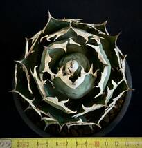 アガベ チタノタ オテロイ Agave titanota oteroi FO-076　agave titanota イタリア輸入　強棘 ボールタイプ 超良型株　_画像5