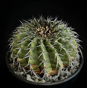 超古株　Discocactus gigantea ディスコカクタス　ギガンティア　太刺　強刺　黒刺　大株　接降ろし　コピアポア　サイテスⅠ