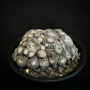 実生　古株　Copiapoa laui コピアポア　ラウイ　群生　　　　傷有　多肉植物 サボテン 黒王丸　