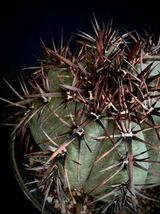 実生20年以上　古株　雷帝　エキノカクタス　Echinocactus horizonthalonius RAITEI 黒刺太平丸　検索　サボテン　多肉植物 _画像3