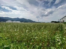 新蕎麦 令和5年長野県産そば粉 信州そば800ｇ　保存に便利なチャック付きパックでお届けします。_画像3