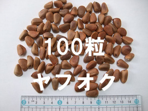 【国内希少分布－五葉松】(朝鮮五葉松) 種 種子 100粒 盆栽 山野草 希少