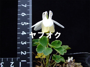 白花 ミヤマオダマキ 種子 20粒 山野草 高山植物