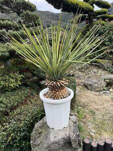 リギダ　太株　発根 ブルー　ユッカ Yucca rigida レア ドライガーデン ガーデニング 耐寒性－10℃ 地植え