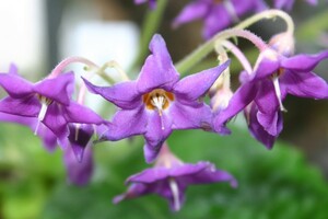 イワタバコ、５株、開花見込株、栃木県の普通種、裸で送ります