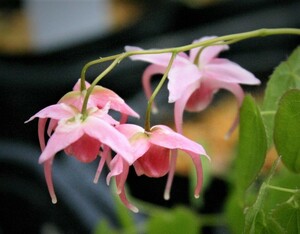 イカリソウ・赤城桜、２株、開花見込み株、群馬で発見された赤系、日本産落葉系、裸で送ります