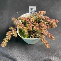 ○W26 ピレア・グロボーサ　セダム　多肉植物　エケベリア_画像2