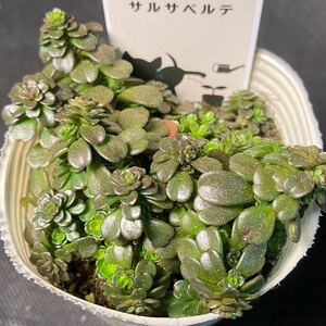 ○W48 サルサベルテ 　セダム　多肉植物　エケベリア