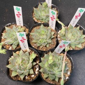 ○AA146 紅化粧 セダム　多肉植物　エケベリア