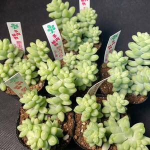 ○AA158 新玉つづり セダム　多肉植物　エケベリア