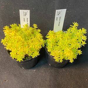 ○AA222　セダム　ミモザ　多肉植物　エケベリア