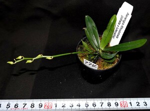 洋蘭 (774) Aerangis Rhodotrata エランギス　ロードトラータ