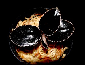 洋蘭原種 (150) 人気のブラックジュエル　Odontochilus (Kuhlhasseltia) javanica オドンドキラス　ジャバニカ