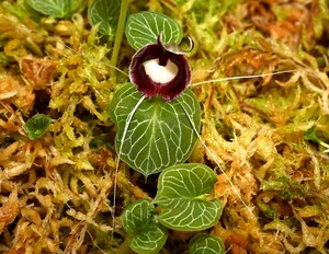 洋蘭原種 (711) 人気のコリバス　Corybas pictus (Java Big Flower) コリバス　ピクタス 大輪系ジャワ原産