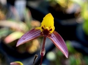 洋蘭原種 (970) Bulb. sp (Yellow & Red purple) バルボフィラム　sp