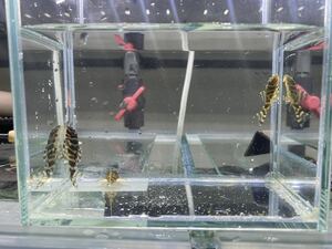 プレコ　キンペコ　稚魚3匹セット　キングロイヤルペコルティア　熱帯魚