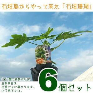 【送料込】八重山諸島★石垣島からやって来た「石垣珊瑚」パパイヤ苗６個セット┃青パパイヤでもフルーツパパイヤでもイケるよ！