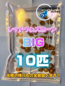 BIGレッドラムズホーン10匹＋α水槽のお掃除屋さん・魚の餌・めだかなどの死骸処理に！