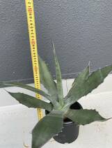 AGAVE 耐寒性アガベ中株　サルミアナフェロックス、Agave salmiana var.ferox アメリカーナ、パリー、コロラータ、マピサガ、シュリベイ_画像2