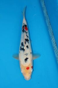 錦鯉　からし系統の大正三色　当歳　約33cm