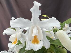 洋蘭 原種 セロジネ属 Coelogyne cristata 'Suwada' ヒマラヤ産人気原種有名個体 バルブがパンパンに太った極良株に花芽3本付き 特価