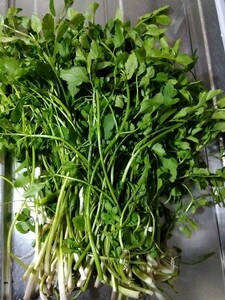 福岡県産 セリ 100ｇ 農家直送 農薬不使用