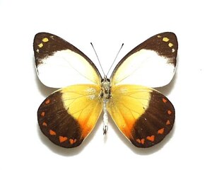外国産蝶標本　イッセカザリシロ A‐♂ ブル島 産