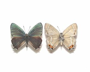 国産蝶標本　エゾミドリシジミ　A-２♂　北海道・北広島市 産
