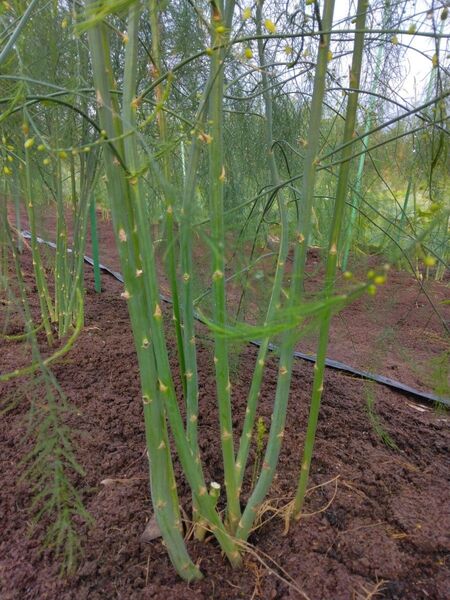 アスパラ苗 好評価 放射線状に植え80センチ 株分け可能 収穫は親指サイズ