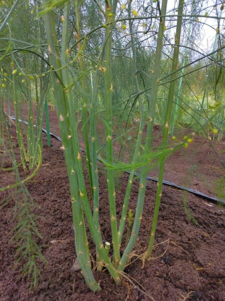 アスパラ苗　好評価　放射線状に植え80センチ　株分け可能　収穫は親指サイズ