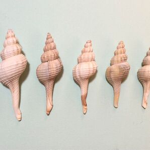 富山県産 貝殻 インテリア