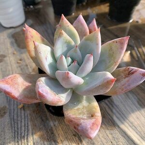 即決価格★当店農園生産 ★多肉植物　エケベリア属★メキシカンジャイアント（大） Echeveria 'Mexican Giant'抜き苗★多肉専門VERVE