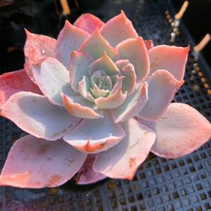 即決価格★農園直売 多肉植物 寄せ植え エケベリア属　Echeveria 'Pinky' ピンキー(単)　美苗　 観葉植物 インテリア　多肉専門VERVE