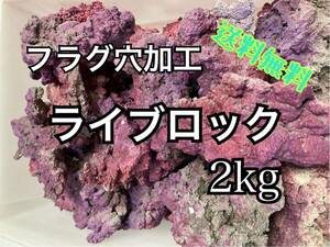 【送料無料】【フラグ穴加工】ライブロック 2kg レイアウト 多孔質 バクテリア