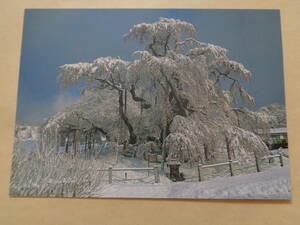 絵葉書　三春のさくら　三春滝桜の冬景色